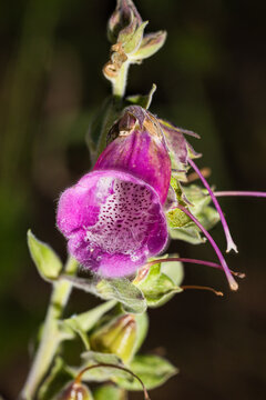 Digitalis purpurea. Caracterizada por su forma tubular parecida a un dedal y su color p&uacute;rpura con el interior moteado.  Altamente t&oacute;xicos si se ingieren