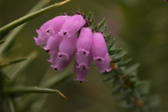 Erica. Un brezo que crece en las zonas m&aacute;s h&uacute;medas, por eso es llamada brezo de turbera