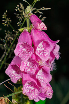 Digitalis purpurea. Caracterizada por su forma tubular parecida a un dedal y su color p&uacute;rpura con el interior moteado.  Altamente t&oacute;xicos si se ingieren