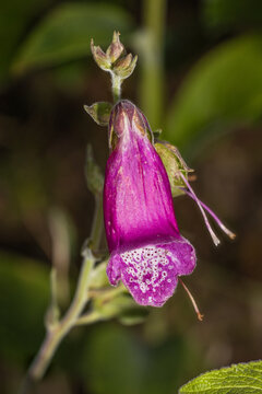 Digitalis purpurea. Caracterizada por su forma tubular parecida a un dedal y su color p&uacute;rpura con el interior moteado.  Altamente t&oacute;xicos si se ingieren