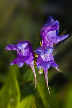 linaria popularmente conocida como pajaritos. Flores de color violeta azulado con un espol&oacute;n alargado y caracter&iacute;stico. Disposici&oacute;n bilabiada t&iacute;pica de las escrofulari&aacute;ceas/plantagin&aacute;ceas.