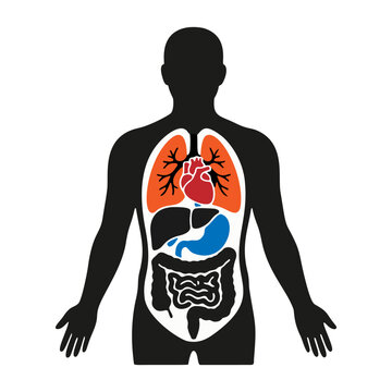 Detailed Human Internal Organs Vector Diagram Illustration
