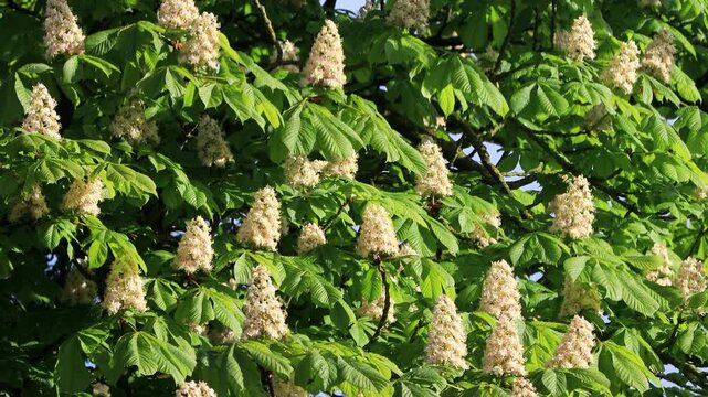 white Horse Chestnut Tree In Spring
