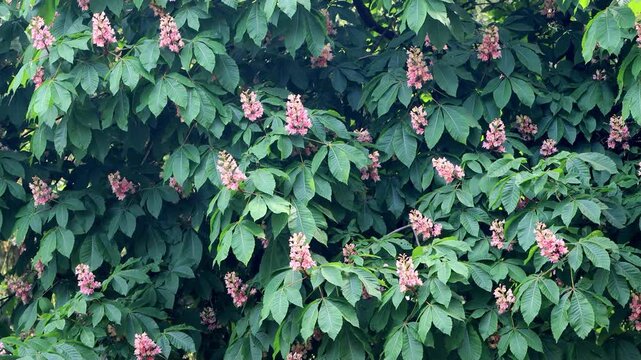 pink Horse Chestnut Tree In Spring
