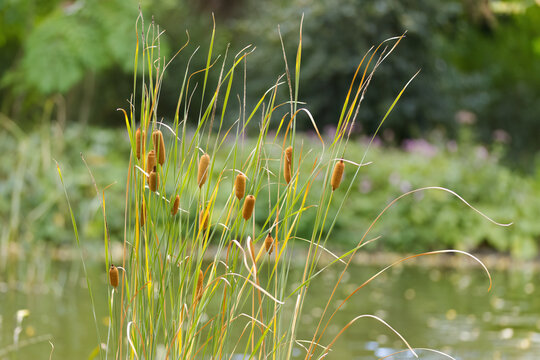 Long cattail stems, brown cattails by the pond, long green stems like reeds, cattails, bokeh in the background of the pond, Typha