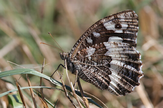 Papillon Sil&egrave;ne Brintesia circe