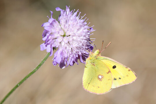 Papillon souci sur une fleur de scabieuse