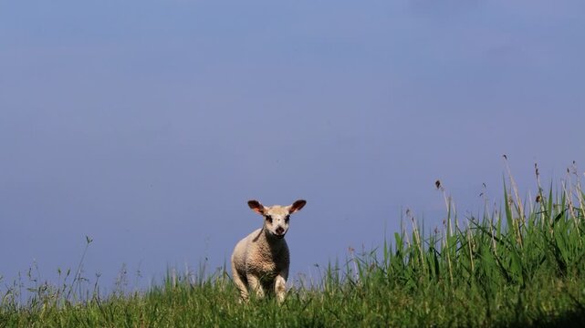 lamb is running over the dike
