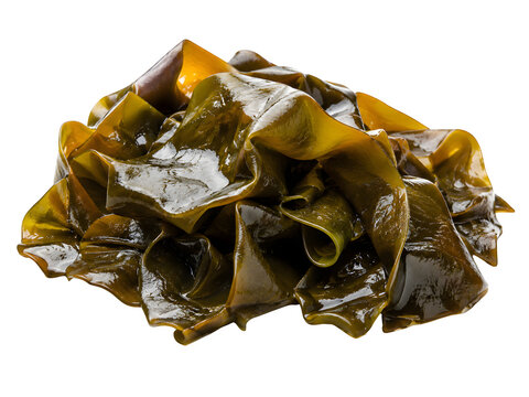 Fresh kelp seaweed pile, organic laminaria algae, green kombu for asian cooking isolated on Transparent Background