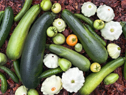 Autumn harvest. Zucchini, pattypan squash, cucumbers, tomatoes. Top view photo