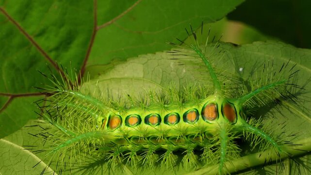 Closeup macro video of Phocoderma velutina caterpillar showing its urticating spines while changing from a straight body position to a curved defensive posture during the monsoon season in a forest.