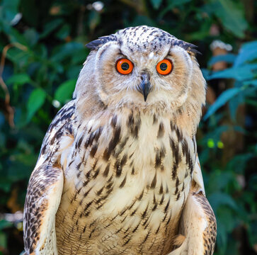 Eurasian Eagle Owl with intense orange eyes watching