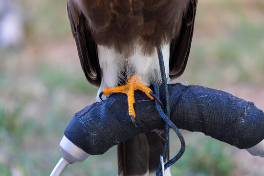 Bird of prey talon gripping dark perch with jess