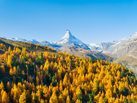 Aerial drone view of the Matterhorn mountain peak rising above a colorful autumn forest in Switzerland on a bright sunny day. Alpine autumn landscape.