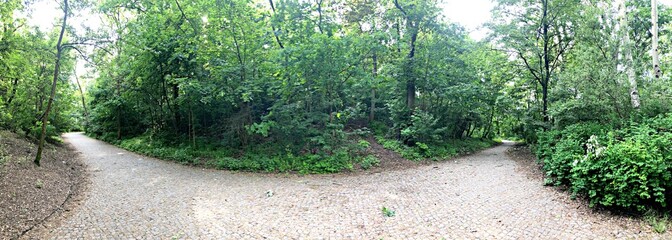 Fototapeta premium Path splitting into two directions in a lush forest