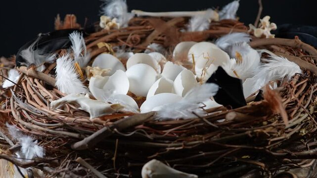 Hatched eggs in the nest, baby birds left the nest. Inside large nest with eggs shells sticks end small animal bones. Wildlife illustrative nature scene and ecosystem. Empty bird nest.