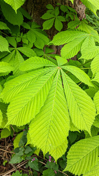 Fresh green chestnut leaves growing on a tree branch in the spring forest vibrant natural background close up detailed foliage sunny day botany plant ecology outdoor environment nature photography