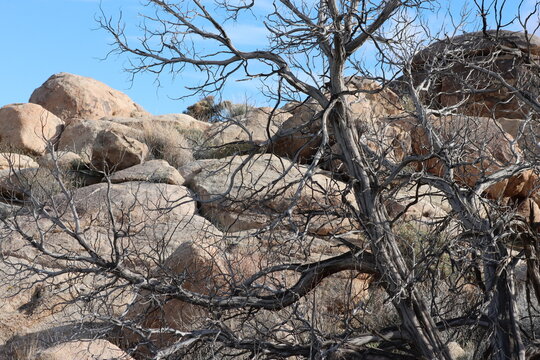 California Juniper, Juniperus Californica a graceful native dioecious shrub with dead snag stature which provides habitat for numerous organisms during Winter in the Little San Bernardino Mountains.