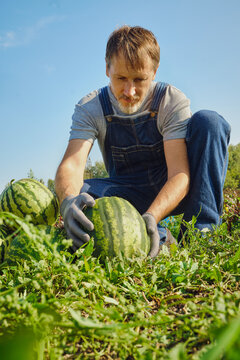Farmer in denim overalls picking ripe watermelons from sunny garden