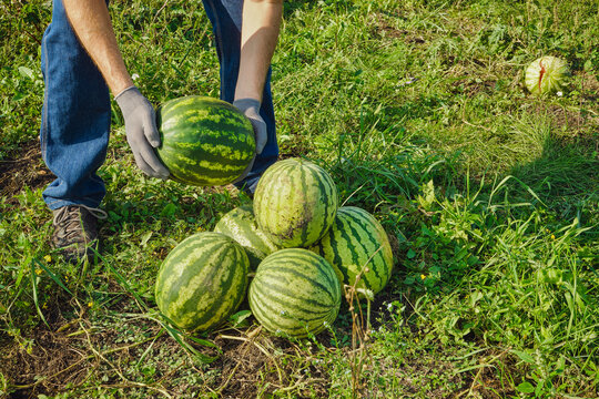 Farmer picking ripe watermelons from ground, gathering large harvest of sweet fruit