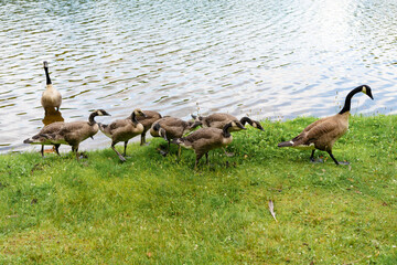 Geese family group in water. Goose swim in water. Group of duck at the lake. Geese or duck bird. Fauna and nature. Canada goose bird in the water. Duck with beak and feather © be free