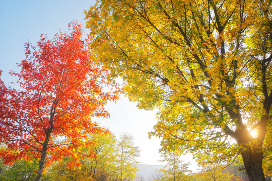Bright treetops with vivid red maple and golden foliage rise under clear sky in sunny autumn park. Scenic seasonal landscape