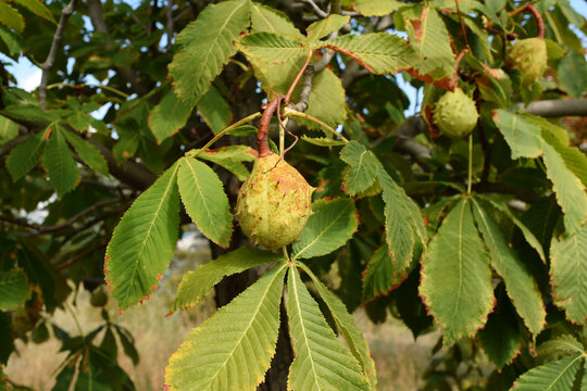 Spiky green horse chestnut fruit hangs among palmate leaves on a branch, showing early autumn transition