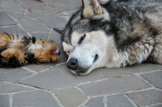 Big Alaskan Malamute dog and tiny Yorkshire Terrier puppy sleeping together nose to nose
