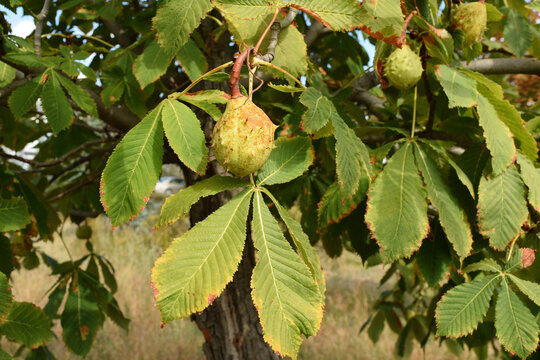Spiky green horse chestnut fruit hangs among palmate leaves on a branch, showing early autumn transition