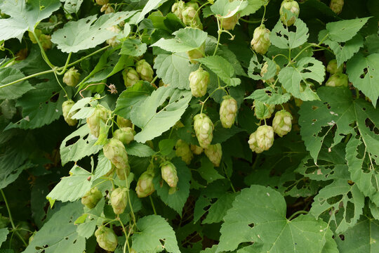Close-up of ripe green hop cones hanging from vines among large textured leaves, natural botanical detail with insect-damaged foliage in summer garden setting