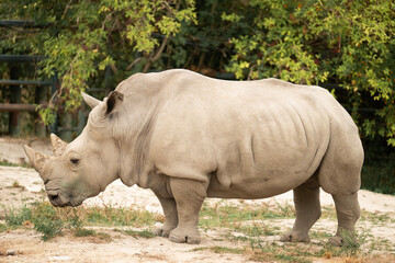 Wild animal in nature. Rhino on the ground. Wildlife nature. Wildlife and zoo. Rhino animal in zoo park. Fauna in wildlife. Animal park. Rhino outdoor. White rhinoceros © be free