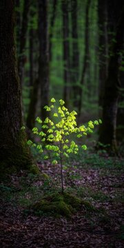 A solitary sapling bathed in sunlight within a thick forest representing the themes of growth and resilience in nature