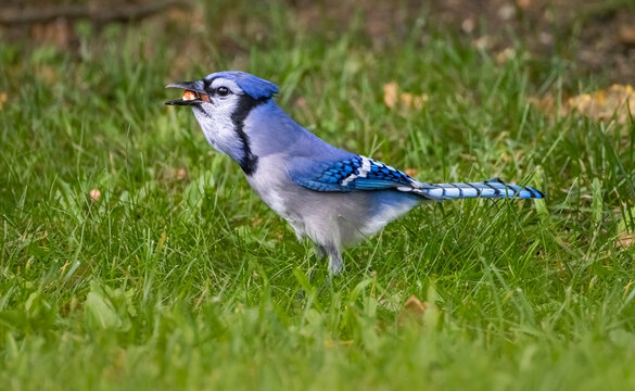 Blue jay eating peanuts. 