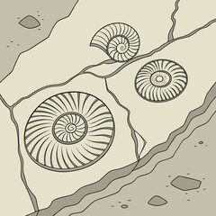 A brown line of three ammonite fossils embedded in a cracked rock surface, isolated on a clean white background © Bakkar