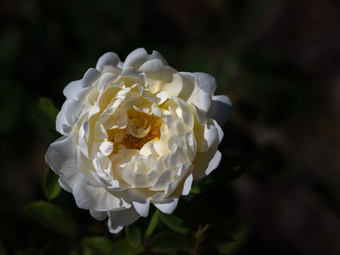 Closeup of single flower of Rose (Rosa 'Nye Bevan') in a garden in late summer isolated against dark background