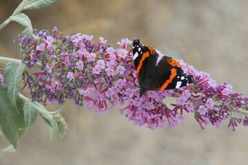 A Red Admiral butterfly (Vanessa atalanta) resting on a blooming purple butterfly bush (Buddleja davidii) floret with open wings. Taken in Paddock Wood, Kent, UK. © KentWildLens