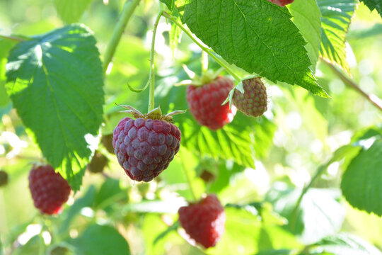 Ripe raspberries growing on a bush in intense sunlight.