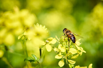 bee pollinating yellow mustard flower blooming in sunny green summer field close up view collecting nectar natural background wild flora macro photography agricultural landscape sunny day © R_Yosha