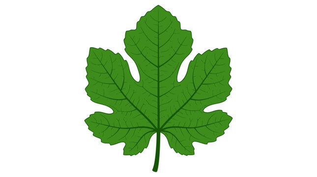 Sabuj fig leaf illustration