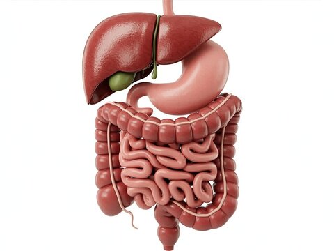 3 d anatomical model of human digestive system with liver, stomach, and intestines
