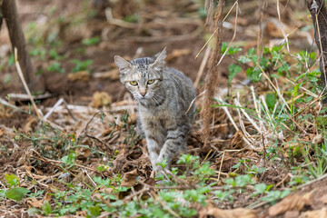 Fototapeta premium Tabby cat stalking through vegetation in a natural outdoor environment