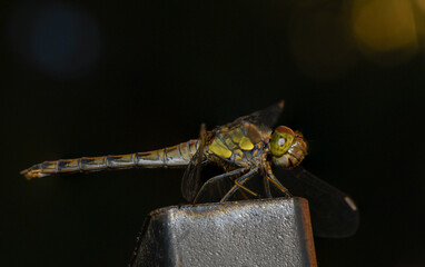 Detailed Macro Shot of Dragonfly Resting on Metal Post © Михаил Шорохов