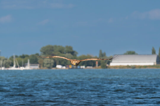White-tailed eagle (Haliaeetus albicilla) flying low directly toward the camera over Szczecin Lagoon near Stepnica, Poland, with coastline in background.