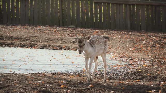 Fawn calmly walks at natural feeding station protecting from predators on forest edge. Human care for wild woodland animals and reproduction of offspring.