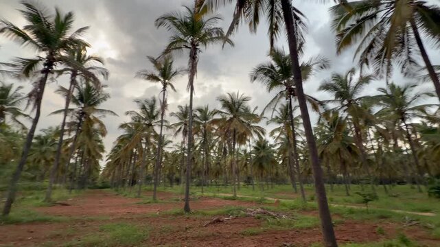 Coconut Tree Plantation with Rich Red Soil Under Overcast Sky in Rural India