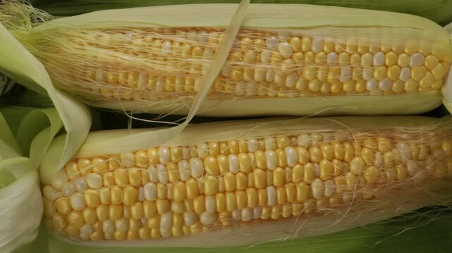 top view of two fresh corn cobs background harvest concept food