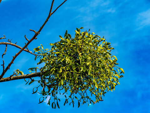 Mistel auf einem Apfelbaum