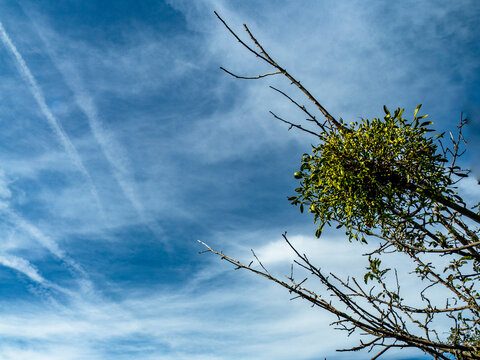 Mistel auf einem Apfelbaum