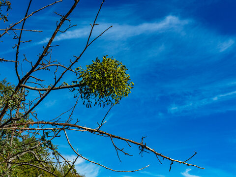 Mistel auf einem Apfelbaum