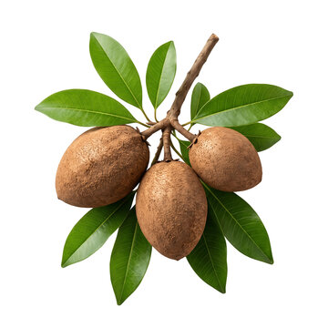 Sapodilla fruits with green leaves rest on transparent background